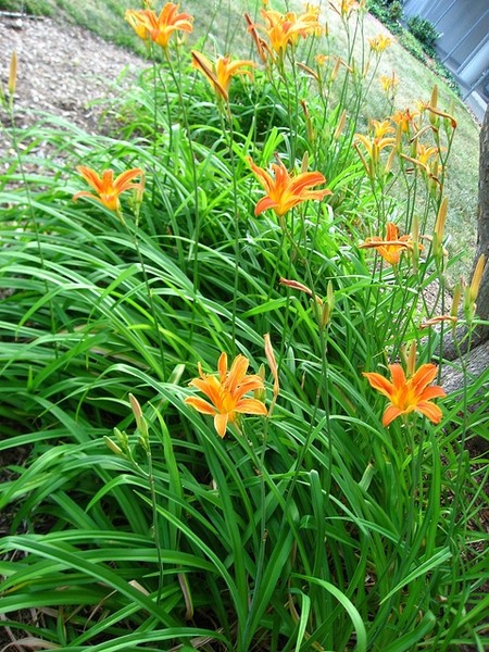 Tall Orange Daylily Hemerocallis One Rooted Starter Plant