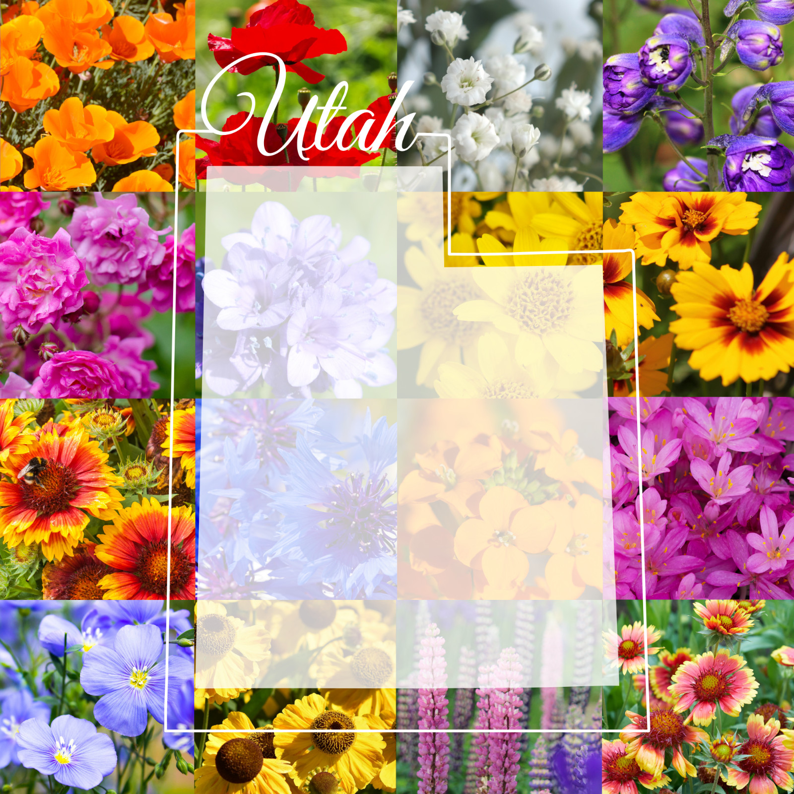 1 Pound Utah Western Bulk Wildflower Seed Mix 1lb Covers 3,200sq-ft