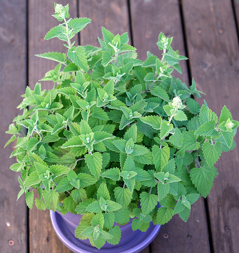 CATNIP * 100 SEEDS*