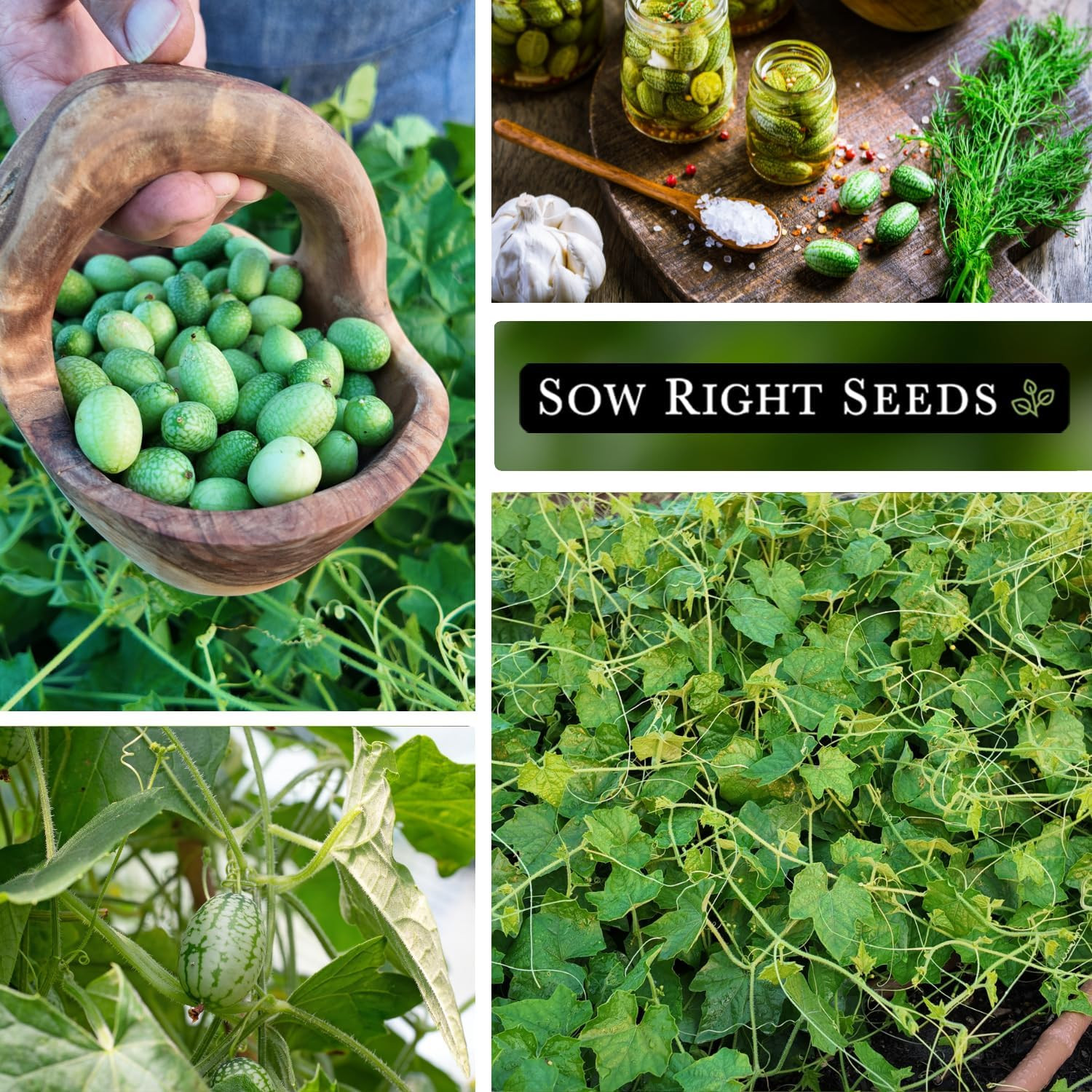 – Cucamelon Seeds for Planting – Non-Gmo Heirloom Packet with Instructions to Pl