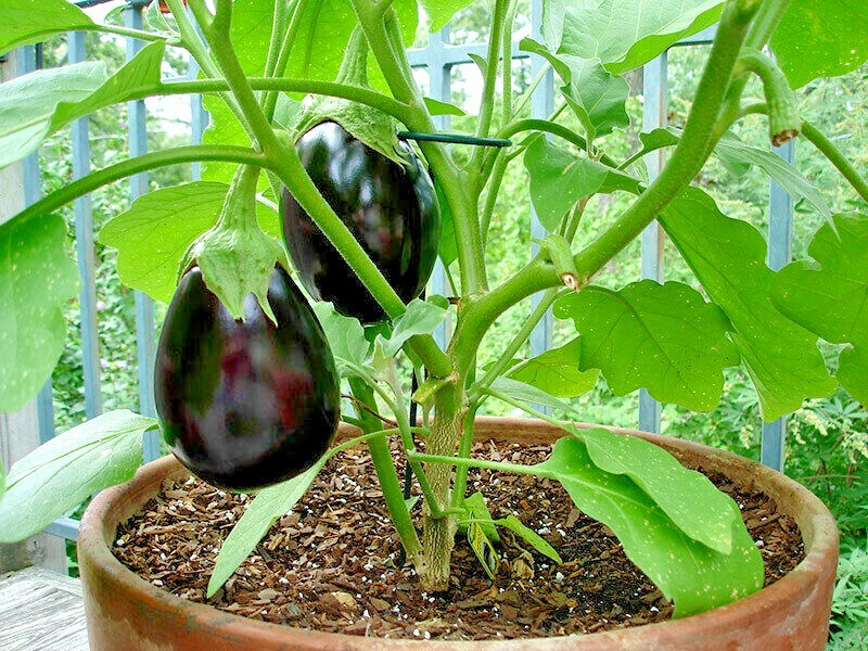 51+RAVAYYA EGGPLANT Seeds Organic India Heirloom Vegetable Garden Container Easy