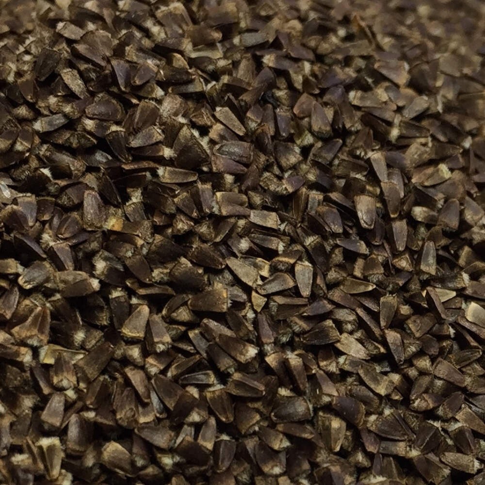 Motherwort Seeds (Leonurus cardiaca) ~Traditional Herb Pollinator Garden