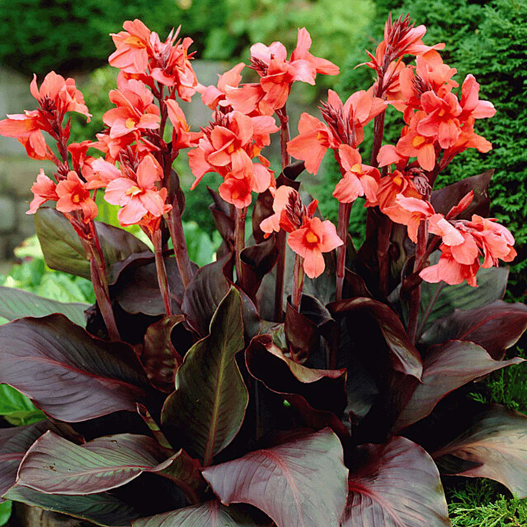 Angelique Canna Lily Bulb for Planting – (One Bulb)