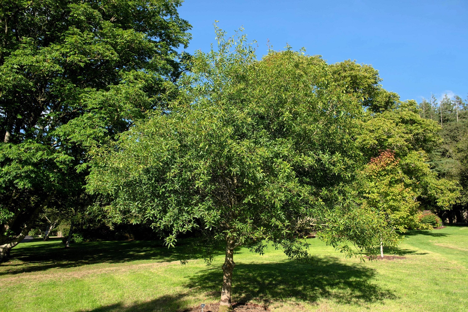 5 LAUREL OAK TREE Quercus Hemisphaerica Native aka Darlington Coastal Sand Seeds