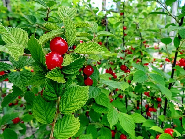Nanking Chinese Dwarf Cherry Tree Seeds (Prunus tomentosa) Fruit Fast, Hardy-2