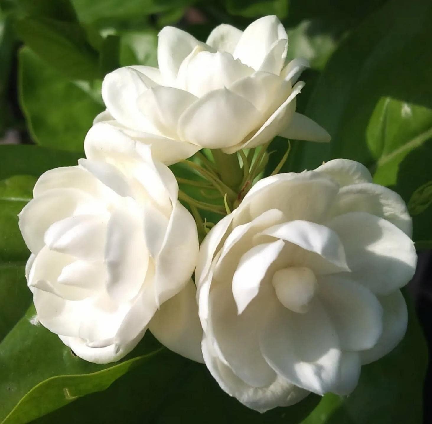 200+ Climbing Jasmine Flower Seeds | Non-GMO Fragrant Plant Seeds for Garde