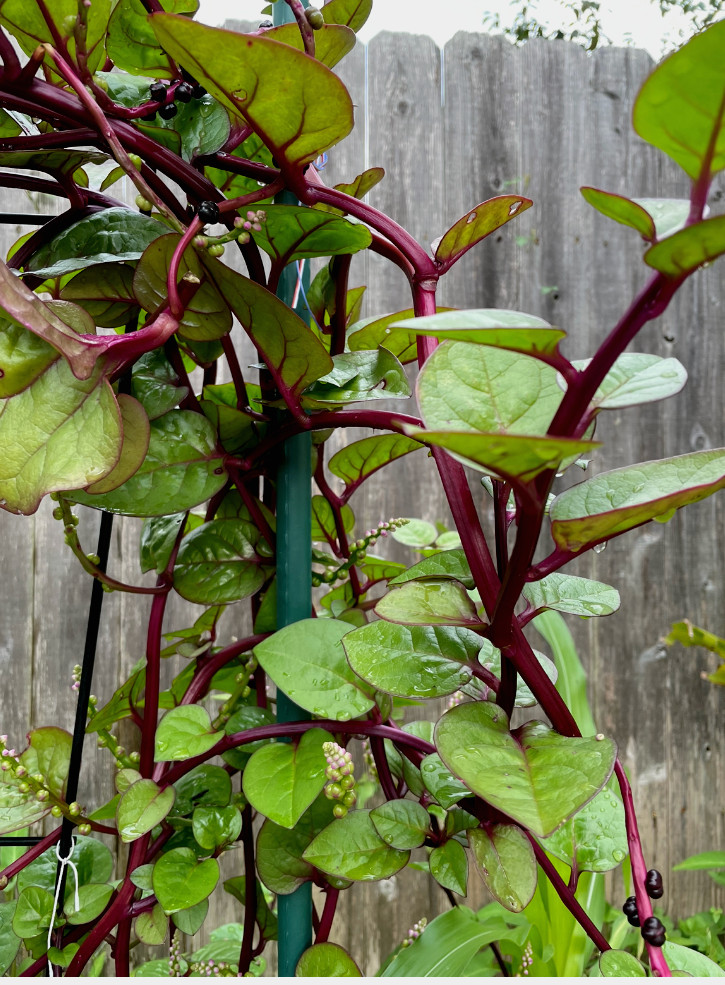 50 Organic Malabar purple Stem Spinach Vietnamese Spinach Seeds