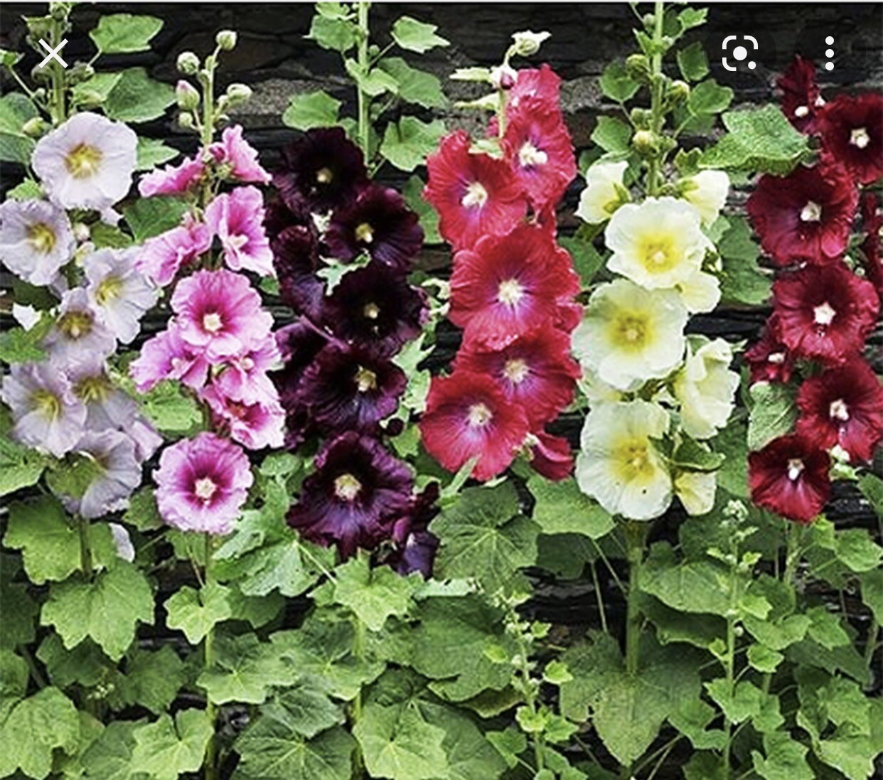 Hollyhock Seeds 100 Pieces Mixed Lot Red, Pink, Yellow, And More