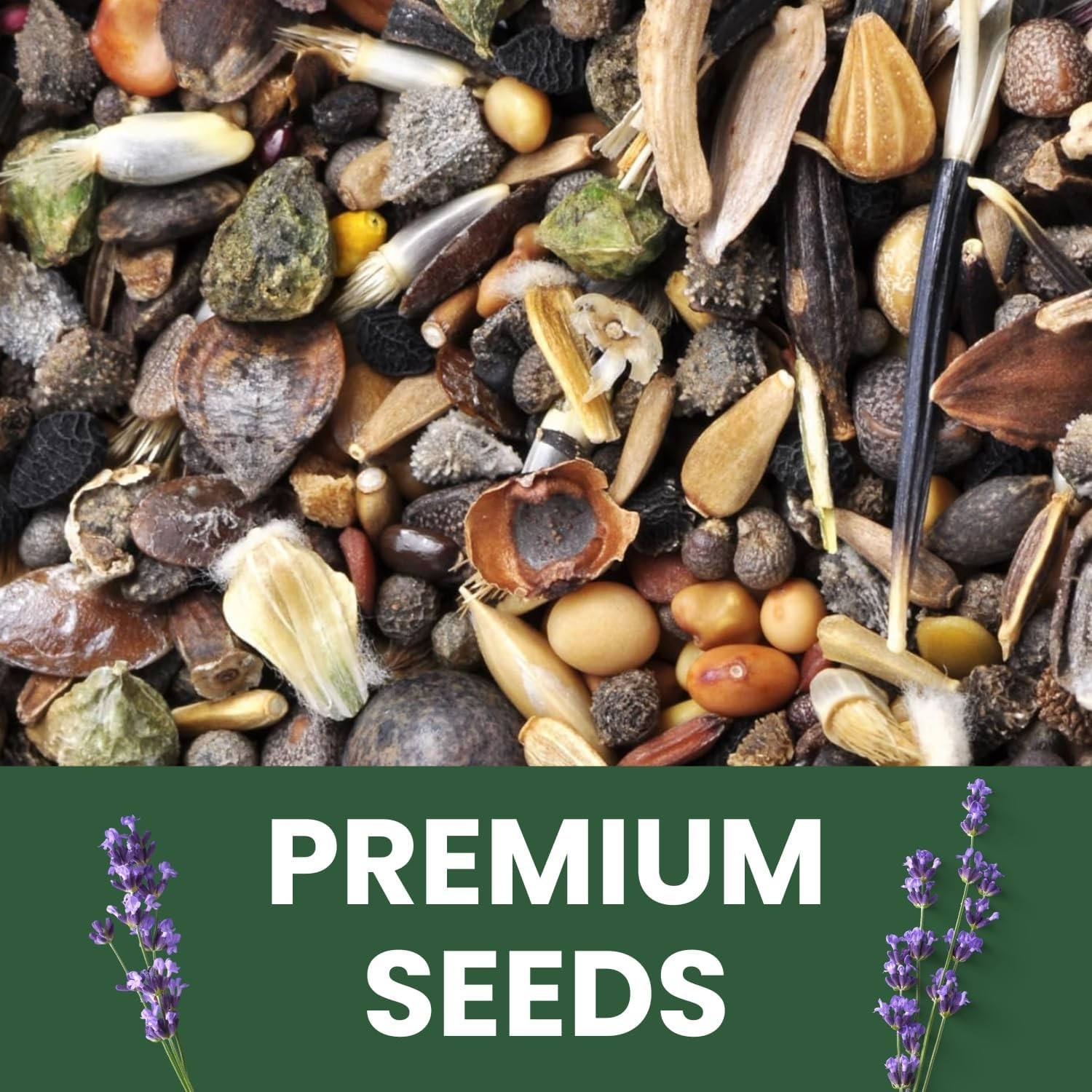 1 Ounce Lavender Seeds 28000 Seeds Perfect for Cottage and Pollinator Gardens