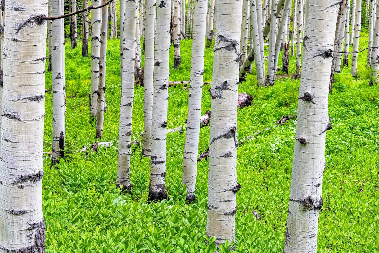 50 Golden QUAKING ASPEN TREE Populus Tremuloides White Bark Yellow Fall Seeds