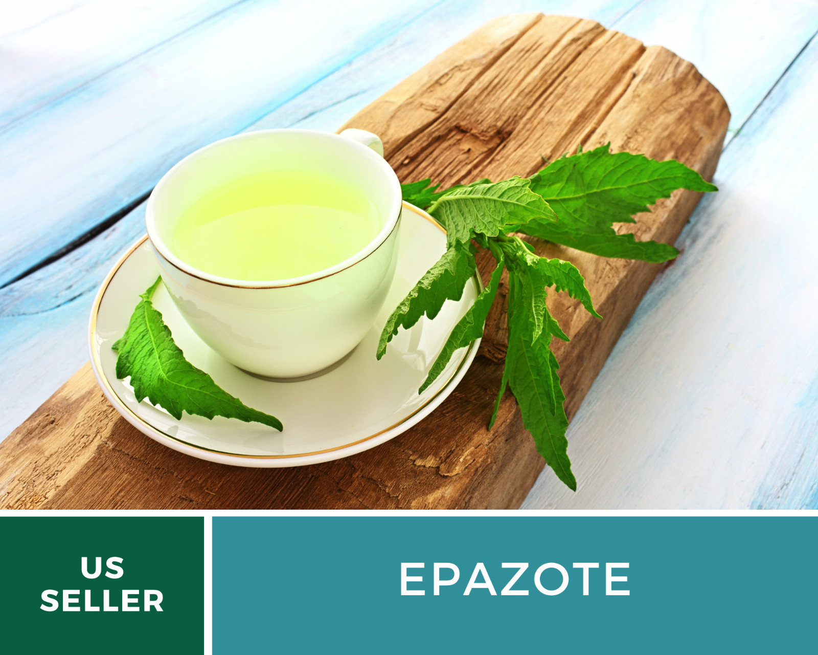 Epazote – Mexican Tea – Culinary & Medicinal Herb – GMO Free