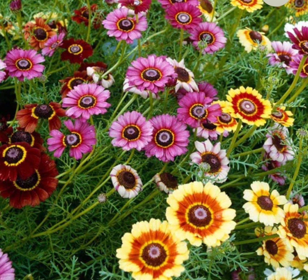 350+ Painted Daisy Mix Seeds **Fresh Seeds* ~~Free Shipping~~