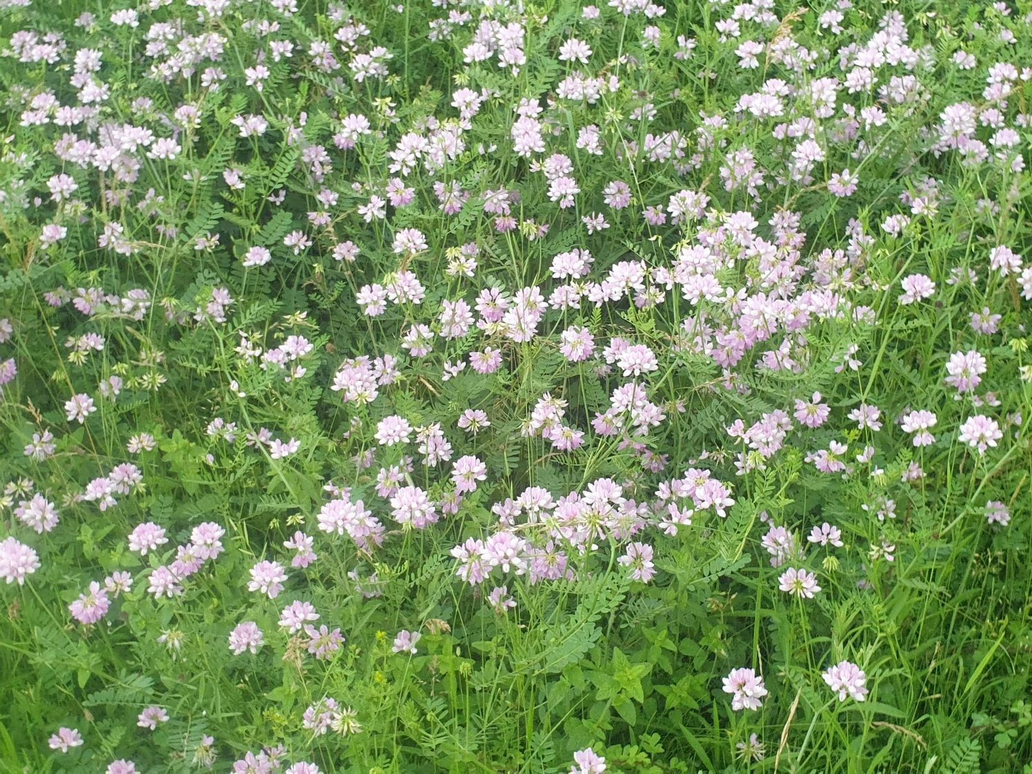 Bad Apples DOT Grade Crown Vetch Seed Bombs 49 STATE LEGAL! For Extreme Erosion!