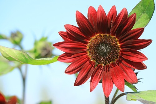 Sunflower Seeds- Vibrant Red Velvet Queen, Heirloom, Free Shipping!
