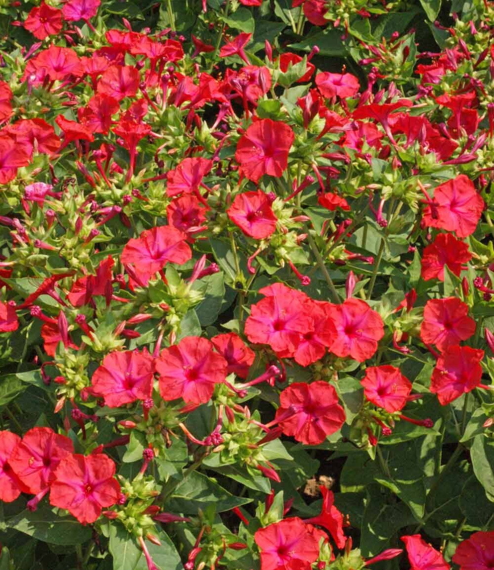 1oz Red Four O’Clock Flower Seeds Mirabilis jalapa (Approx 350 Seeds)