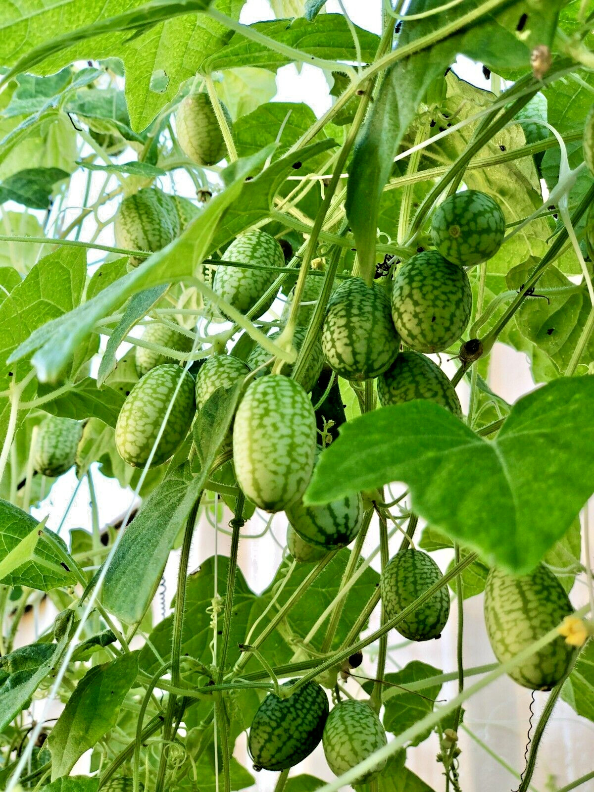 15 Mexican miniature watermelon Seeds – Melothria scabra