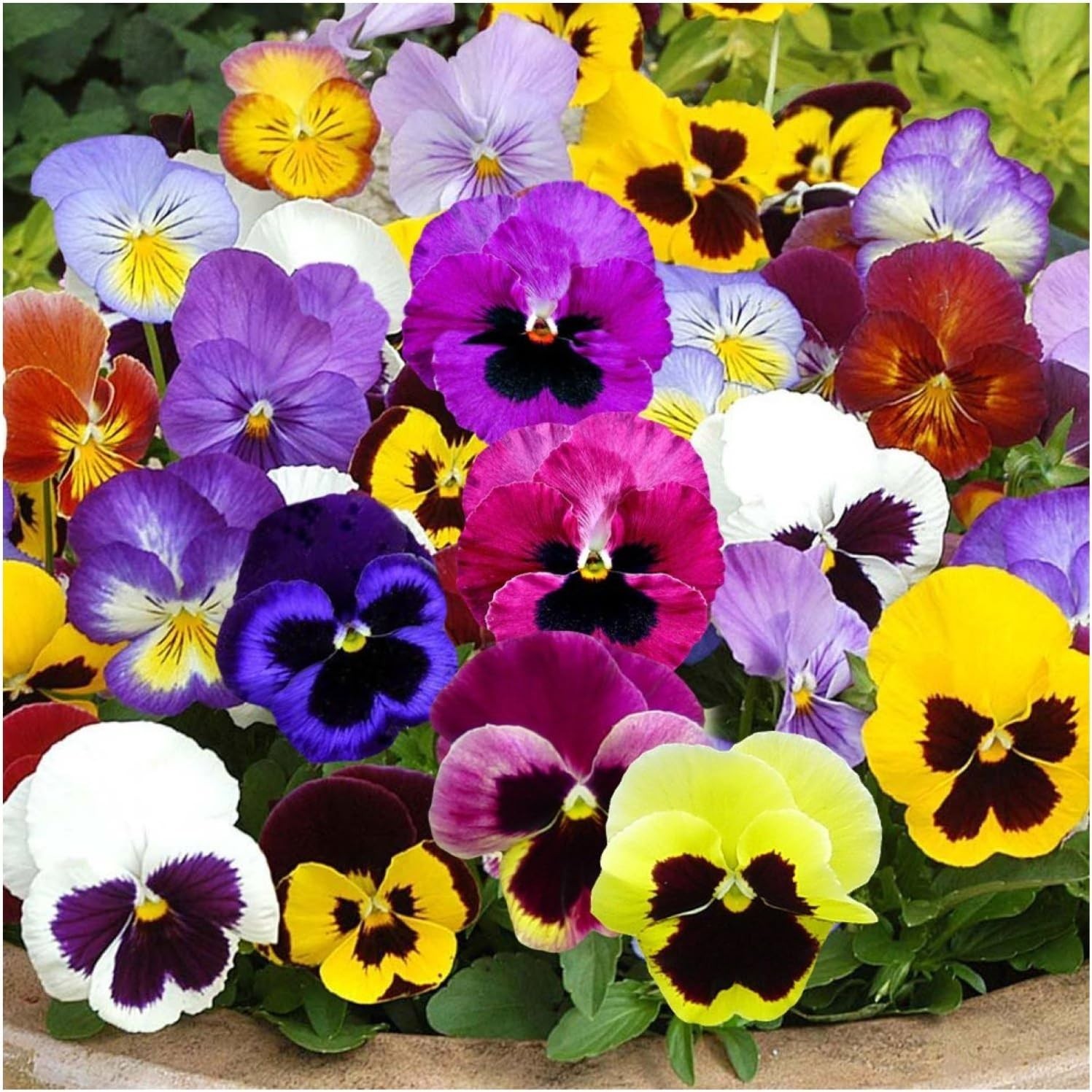 Seed Needs Edible Flower Seed Packet Collection- 7 Individual Seed Packets