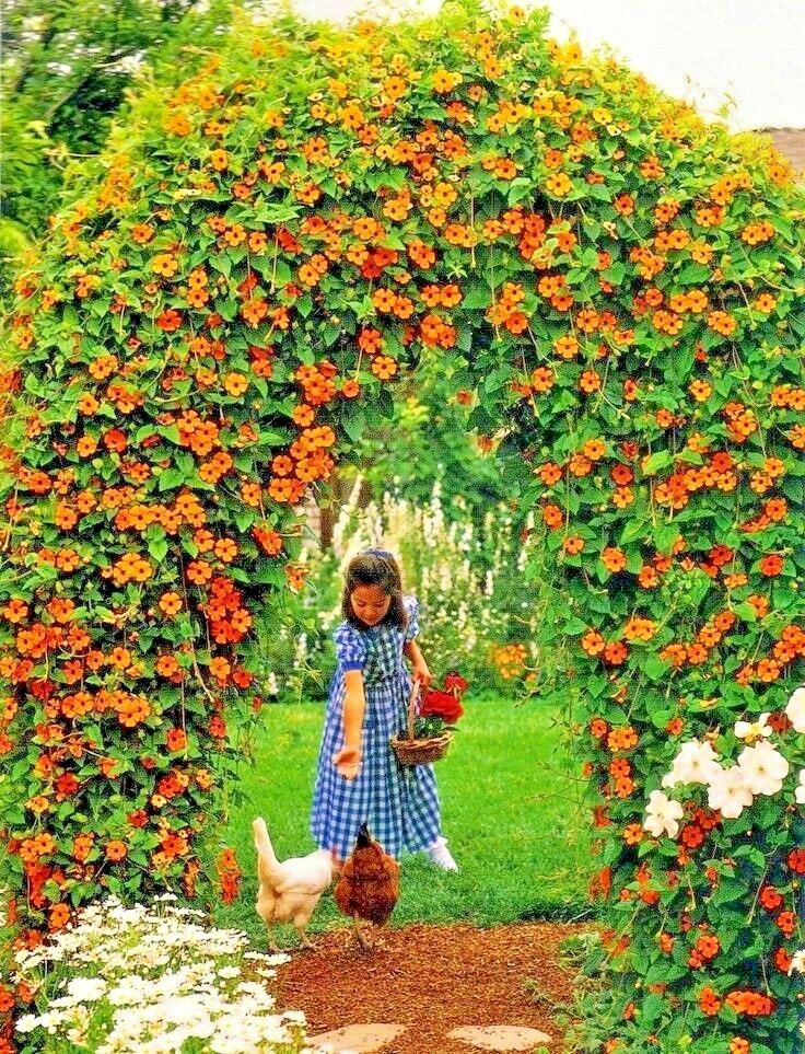 50+BLACK EYED SUSAN VINE Flower Seeds Flowering Vine Garden Patio Container Easy