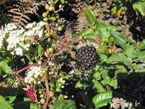 Rubus glaucus | Andean Raspberry | Mora de Castilla | 20 Seeds