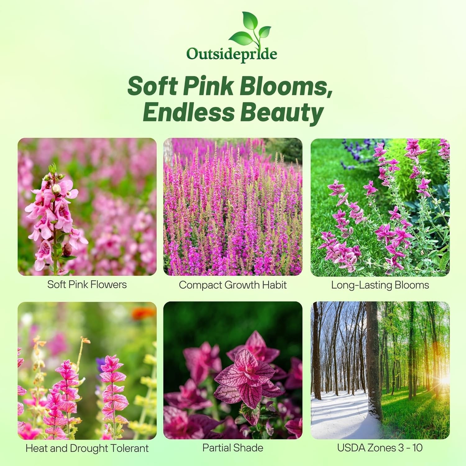 1000 Seeds Pink Sage Salvia Seed For Planting – Salvia Pink Sunday Flower Seed