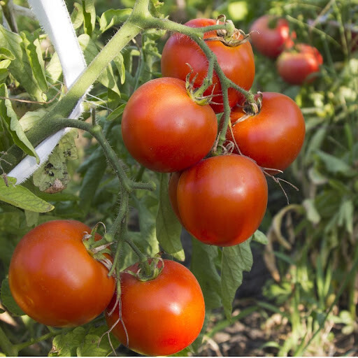 Arkansas Traveler Tomato Seeds, NON-GMO, Heirloom, Heat Tolerant, FREE SHIP