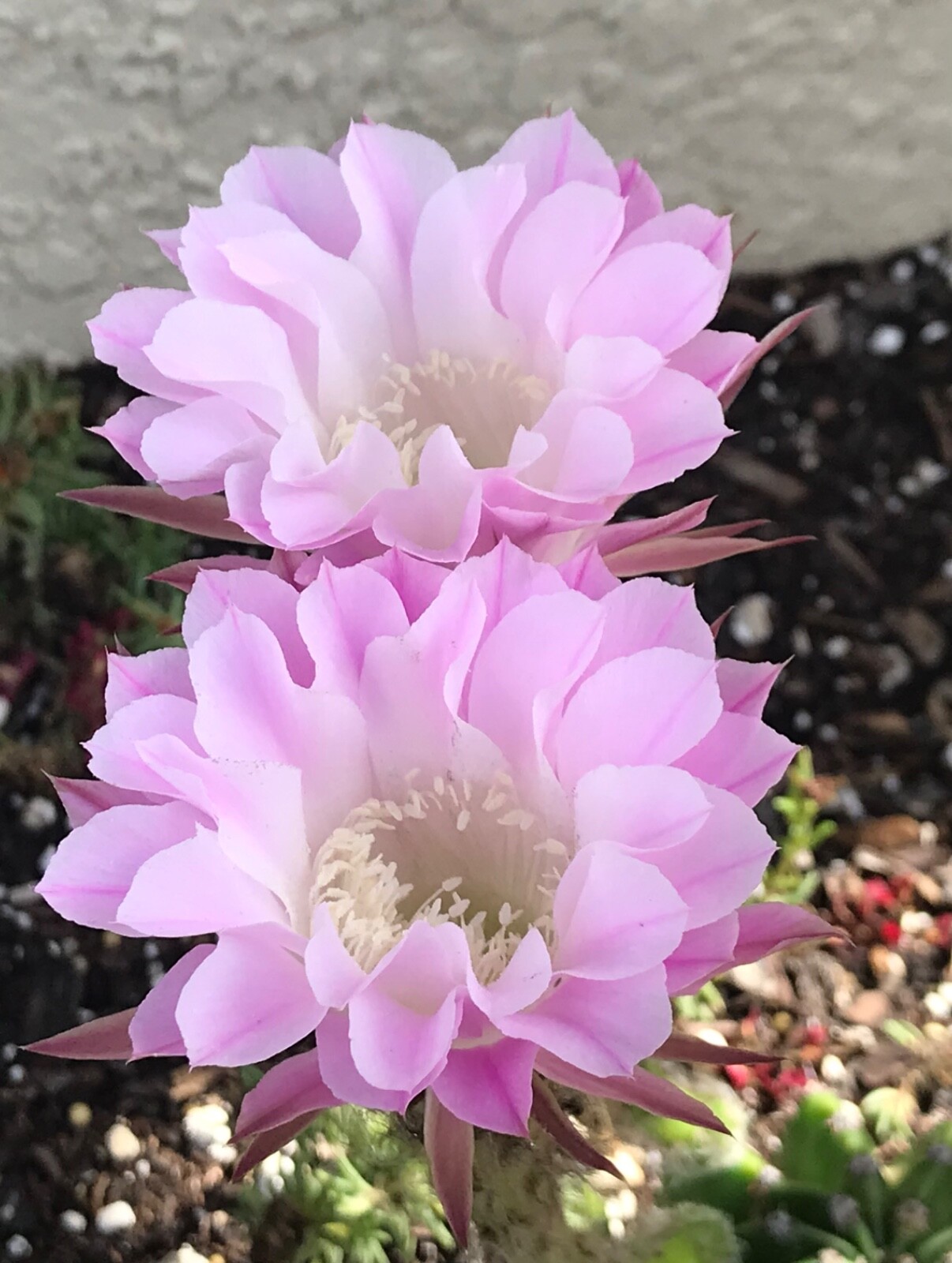 Echinopsis hybrid, ‘Rainbow Burst’ Lavender flower. Cactus Succulent