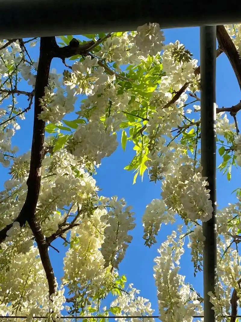 10 Pcs Japanese White Wisteria Sinensis Seeds for Landscaping or Bonsai Planting