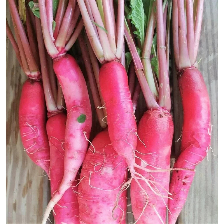 Radishes Lover Heirlooms Seeds – 5 Packs Bundle Deal
