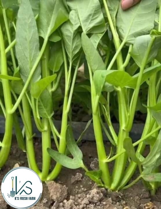 200+ pcs TRIPLE-STEM WATER SPINACH SEEDS, Ong Choy, Kangkong, RAU MUỐNG BA CHẠC