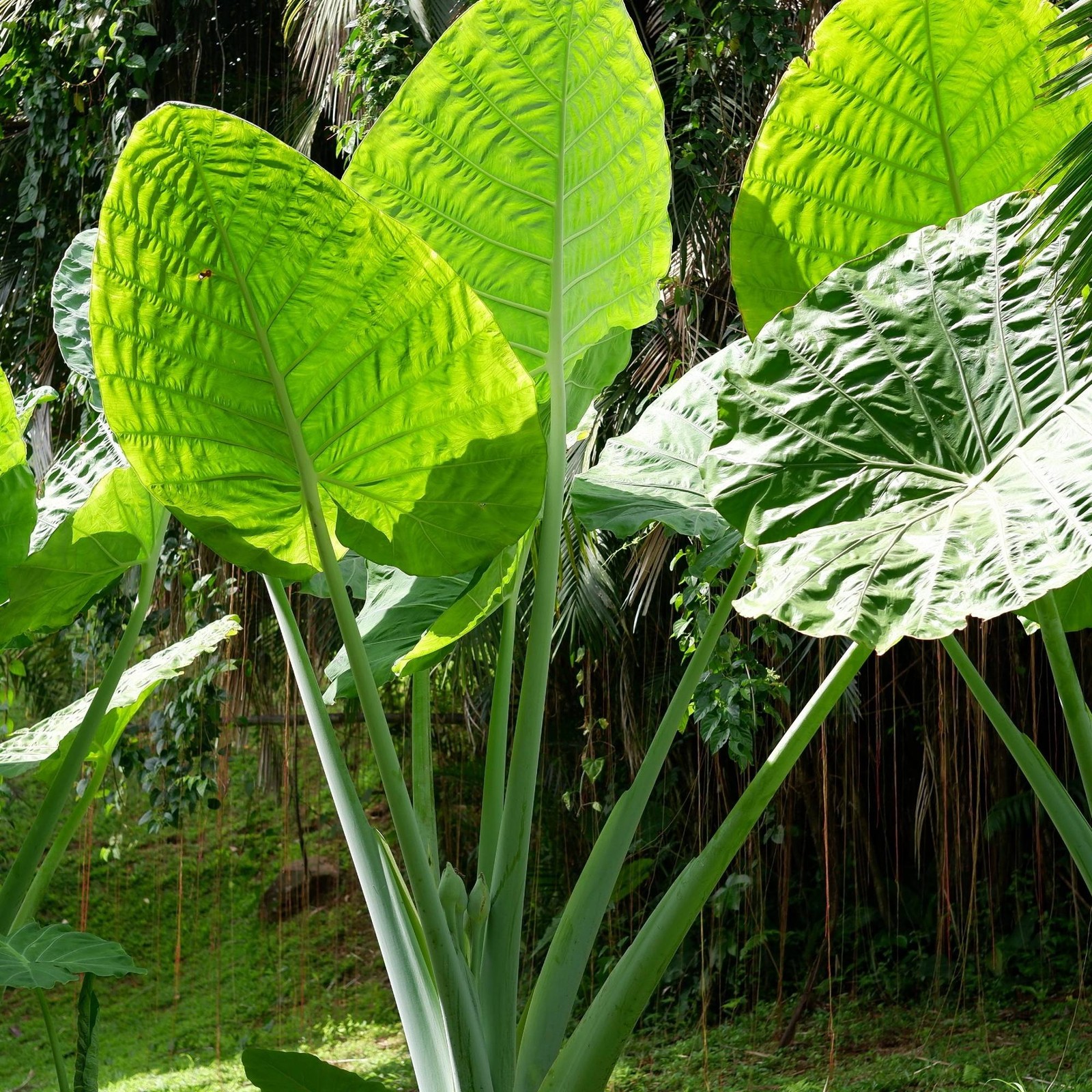 Alocasia Odora 1 Plant Bulb – Summer Fragrant Bloom (Asian Taro Elephant Ear)