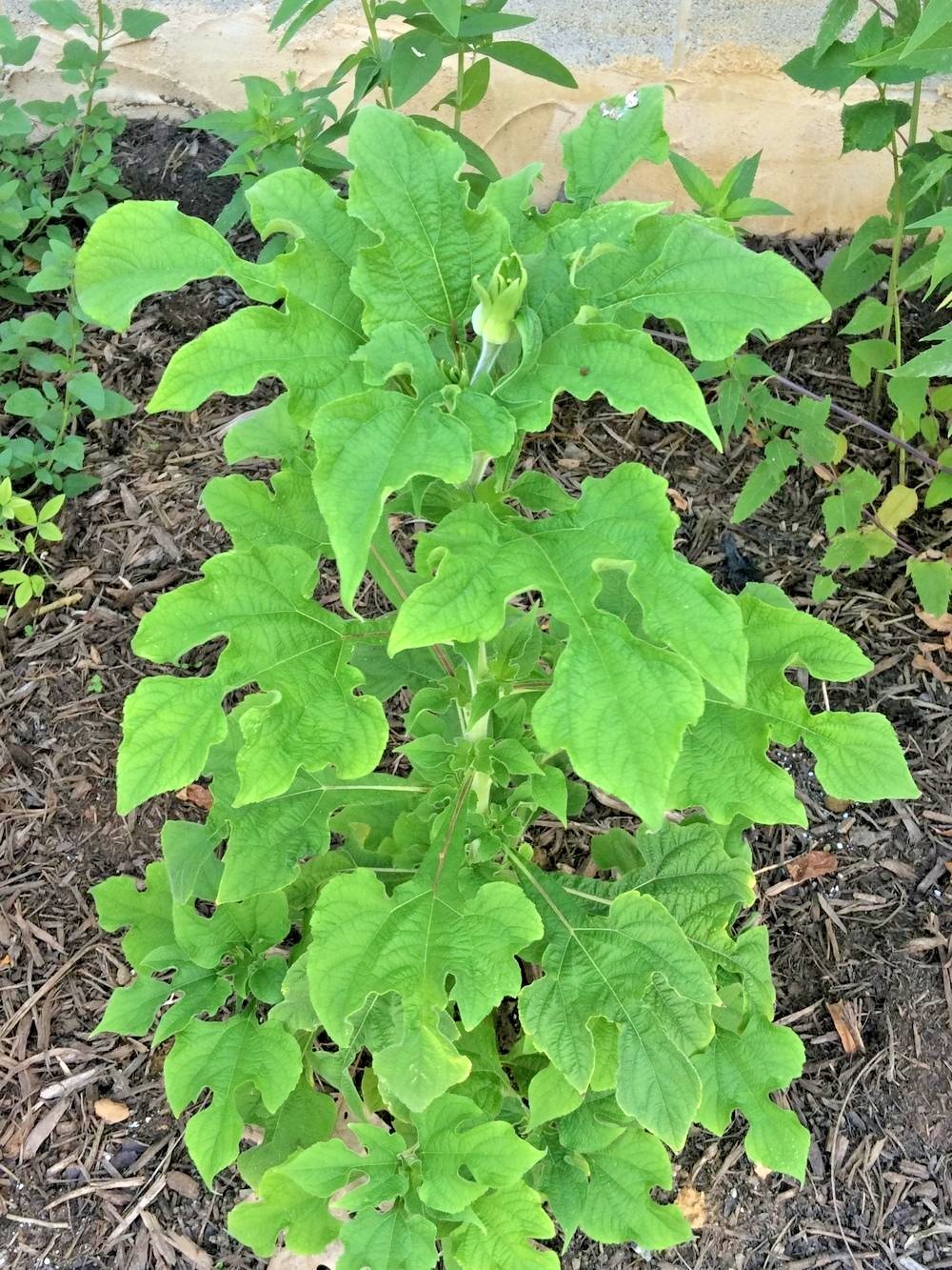 101+MEXICAN SUNFLOWER Seeds Drought Heat Summer Flower Garden Container Easy