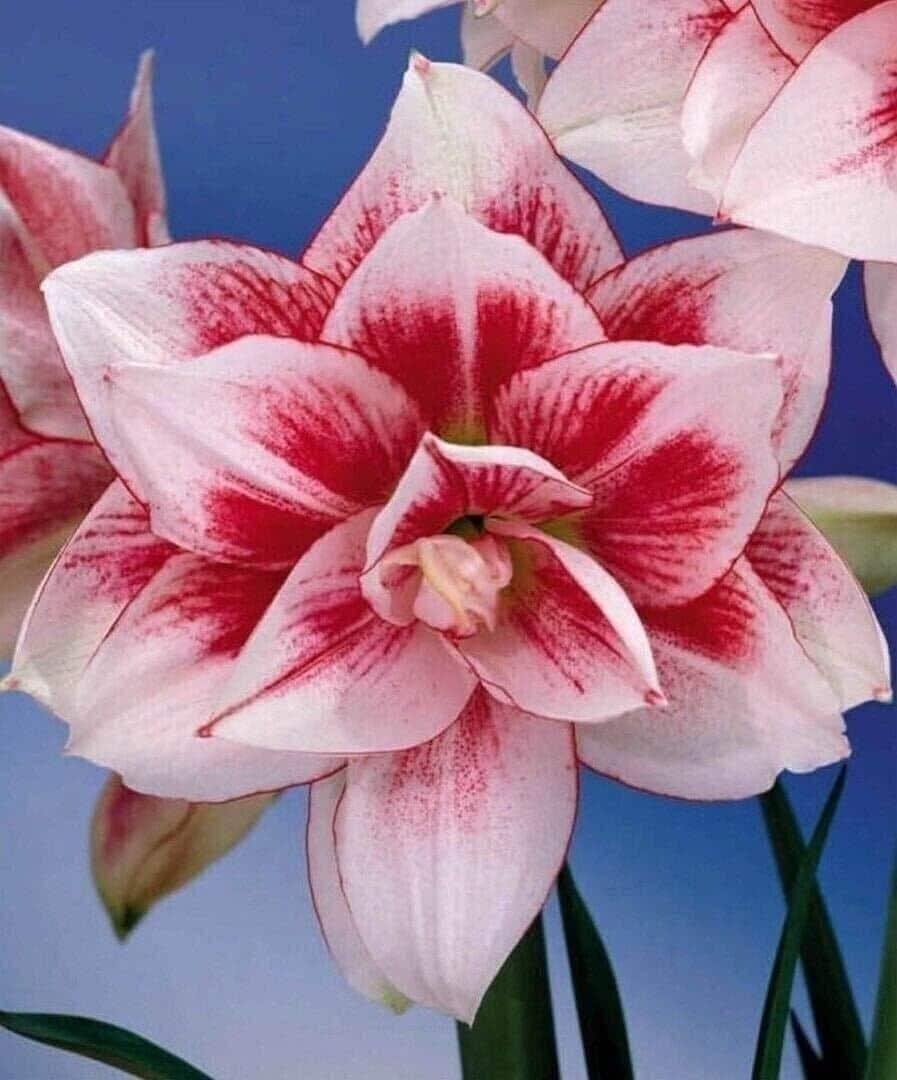 Extra Large Amaryllis ELVAS 30/32 cm large – US Seller