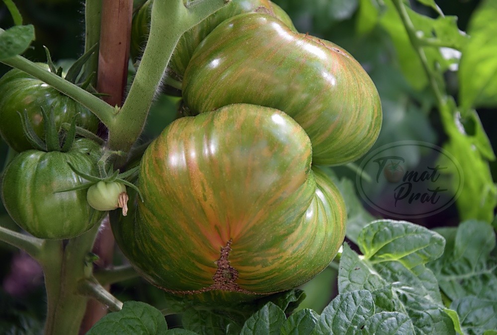 10 seeds Dwarf Peppermint Stripes Tomato ORGANIC Rare DTP