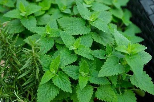 Catnip (Nepeta) non-GMO Heirloom seeds 150ct