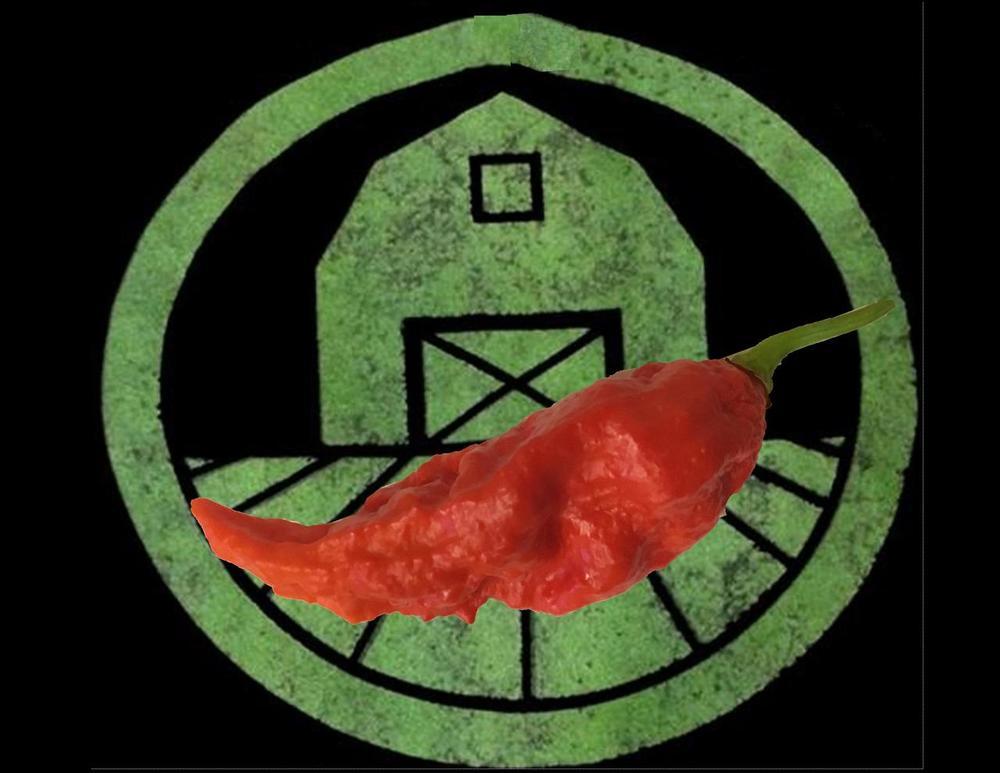 10+ Naga Morich Pepper seeds | Hot, chili, chile relative of Ghost pepper