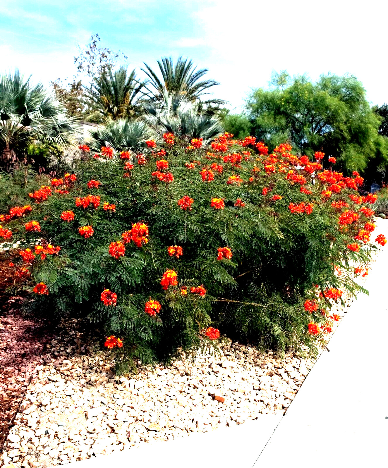 MEXICAN RED BIRD of PARADISE SEEDS (C. Pulcherrima) DWARF POINCIANA Flower Shrub
