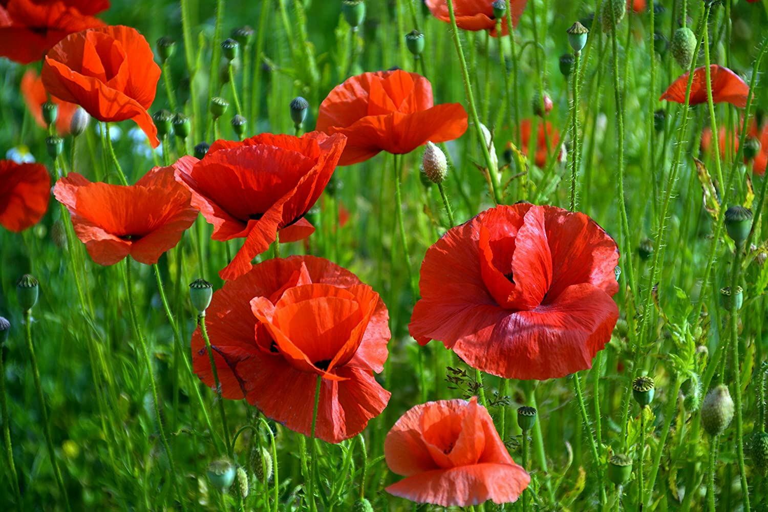 Poppy Flower Seeds, Red “COOL BEANS N SPROUTS” Brand. Home Gardening