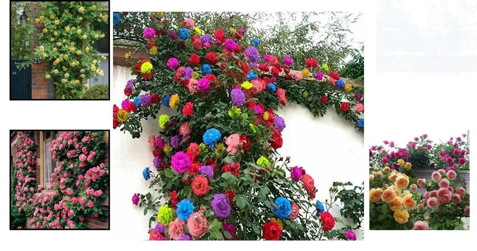 Vibrant Heirloom Climbing Rose Seeds (200+) – Easy Growth for All Seasons