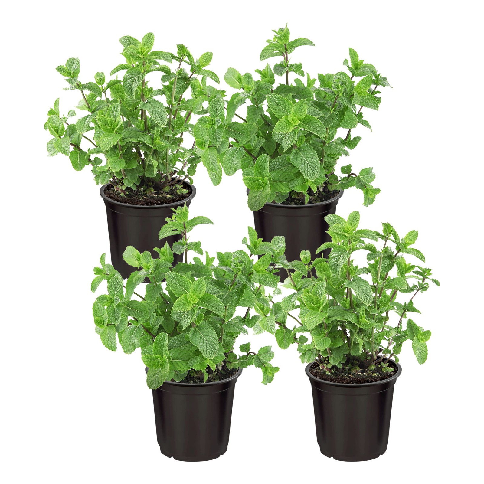 Live Aromatic and Edible Herb Mint 4 Per Pack, Naturally Improves Breathing …