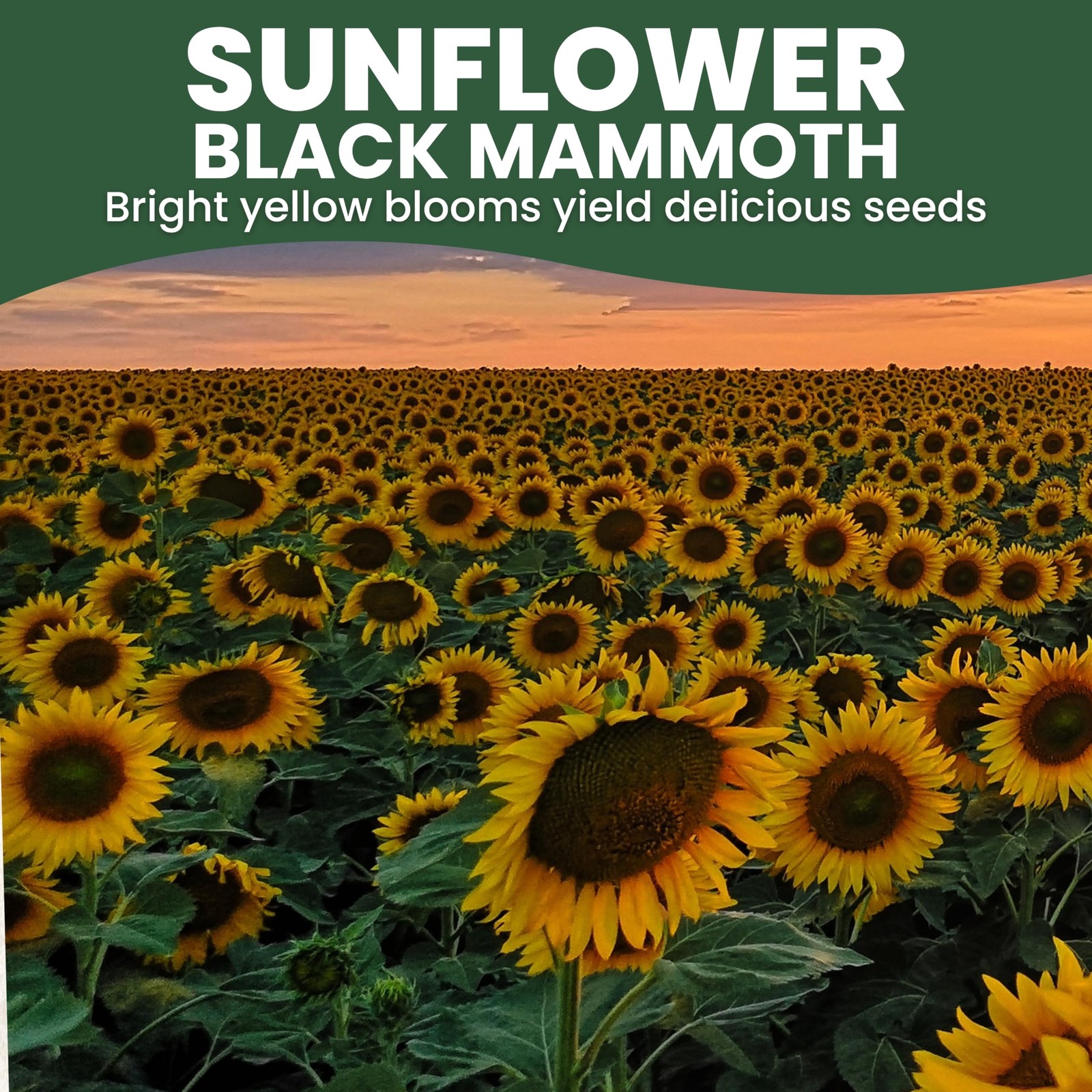 Large 1 Ounce Black Mammoth Sunflower Seeds 250 Count for Planting