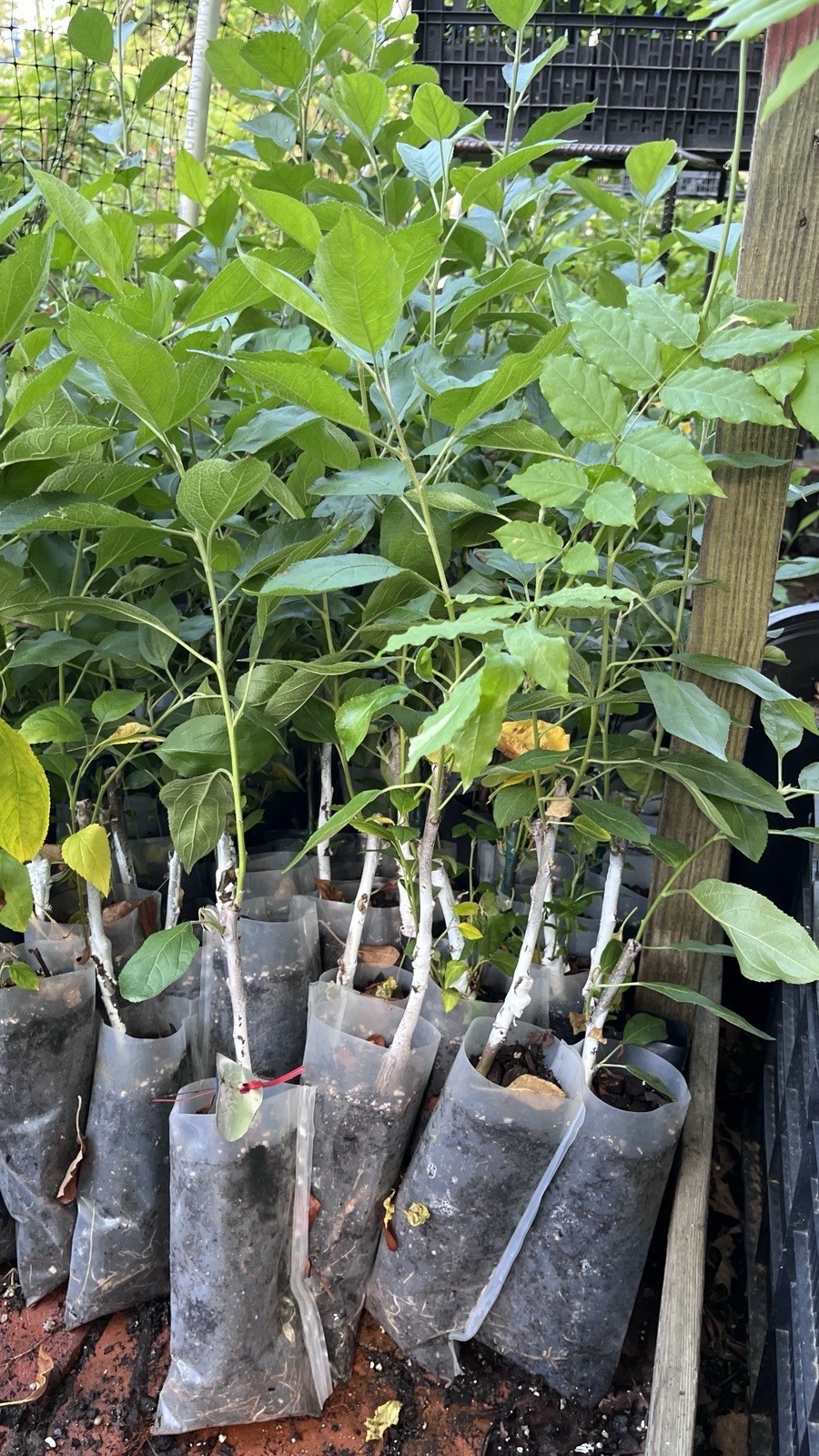 8-12″ tall White Transparent Apple Grafted Tree, 1 Year Old