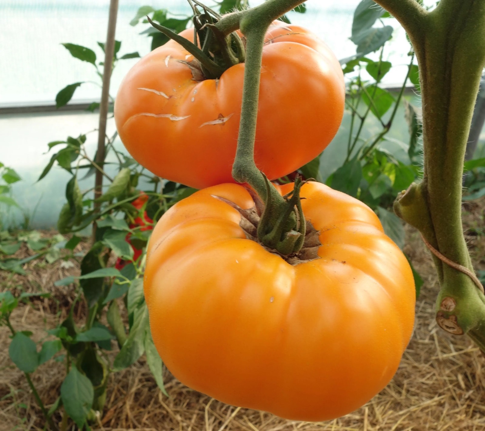100 Heirloom Persimmon Tomato Seeds – Large 1-2lb Indeterminate Orange Beefsteak