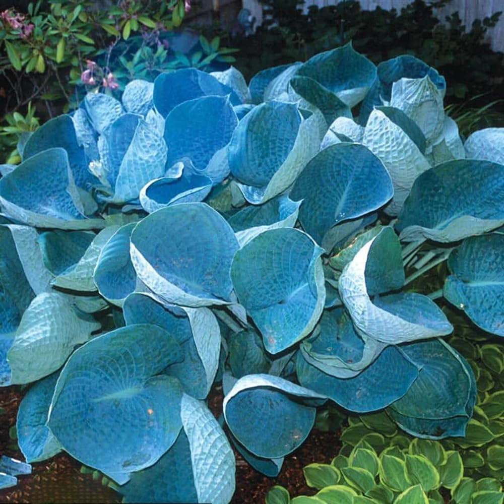 Hosta Seeds Mix For Planting Under Trees North Facing Areas Shade Mixed 305+