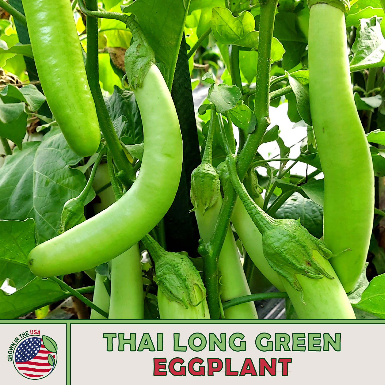20 Thai Long Green Eggplant Seeds, Solanum melongena, Non-GMO, Genuine USA