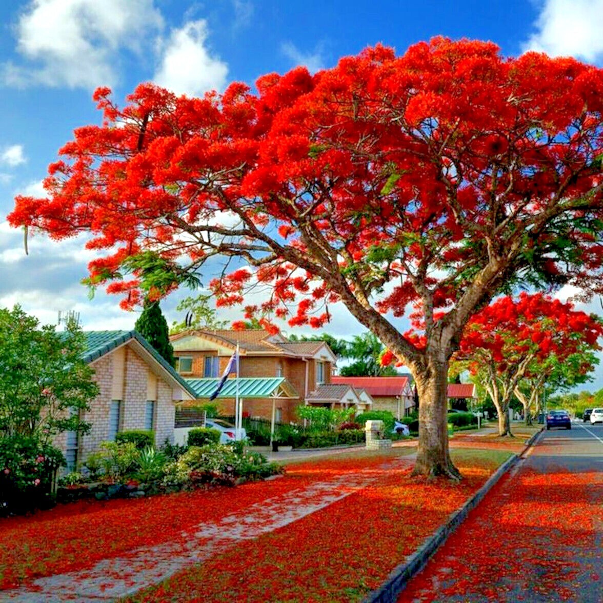 ROYAL POINCIANA RED FLAME TREE SEEDS Delonix Regia Tropical Flamboyant Flower
