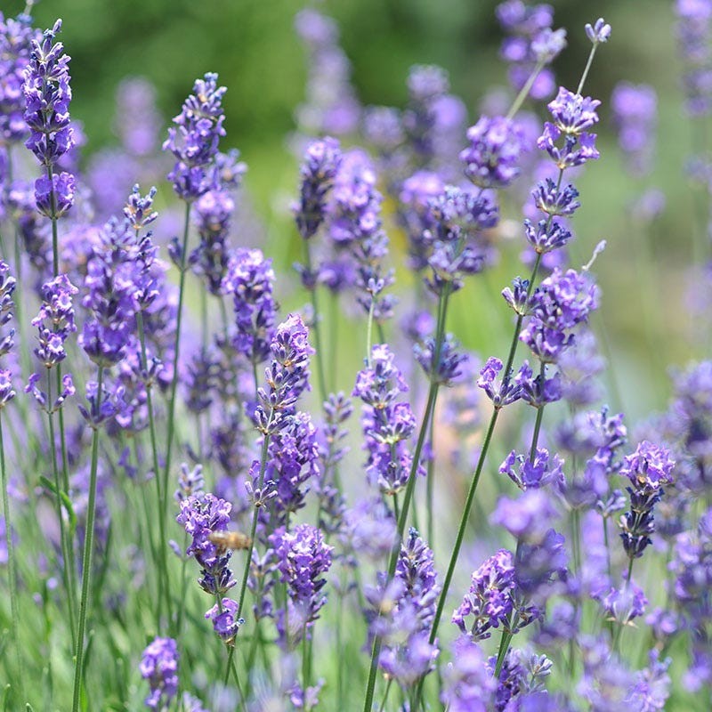 English Lavender Seeds Herb Lavender lavandula angustifolia
