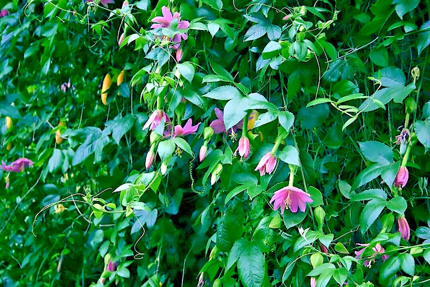 20 BANANA PASSIONFRUIT SEEDS (Passiflora Mollissima) Fast Flower Vine Plant RARE