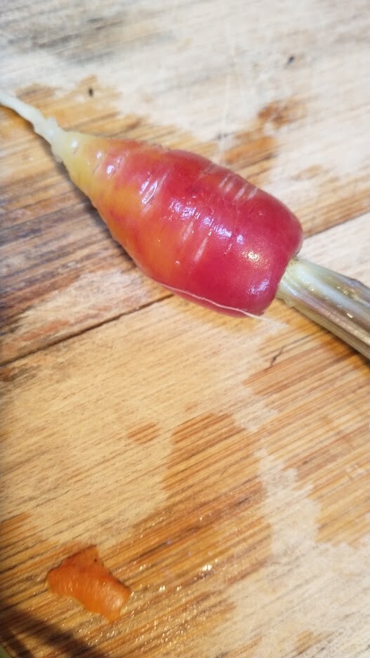 Red dragon carrot seeds 200+ seeds + Free Shipping