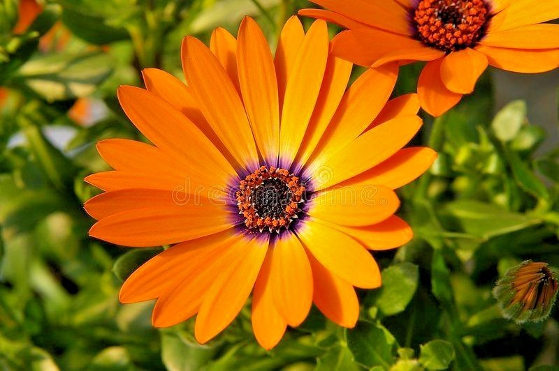 200+AFRICAN DAISY MIX Seeds White Orange Yellow Apricot Drought Tolerant Annual