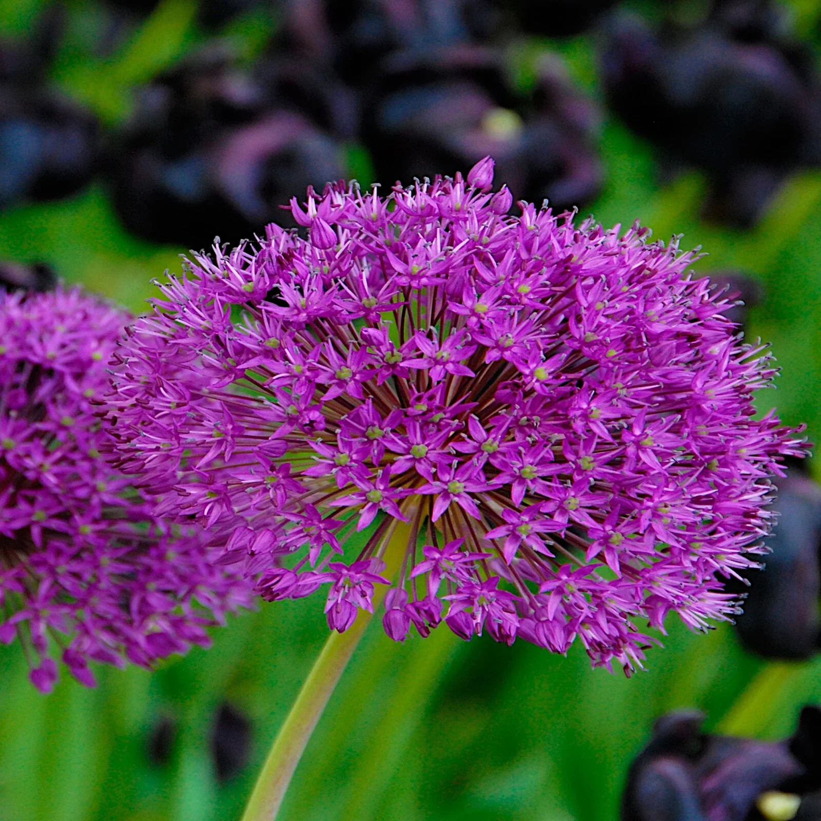 10 PURPLE SENSATION SEEDS (Allium aflatunense) LARGE 4-6″ FLOWERS Butterflies